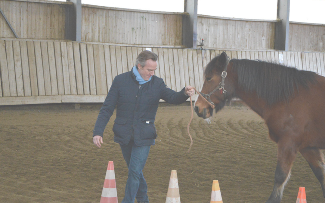 séance équicoaching avec chevaux